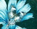 Papillon bleu sur fleur bleue. 