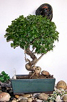 Ficus family bonzaï, bought young and worked during the years.