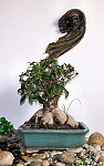 Ficus family bonzaï, bought young and worked during the years.