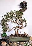 Ficus family bonzaï, bought young and worked during the years.