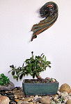 Ficus family bonzaï, bought young and worked during the years.